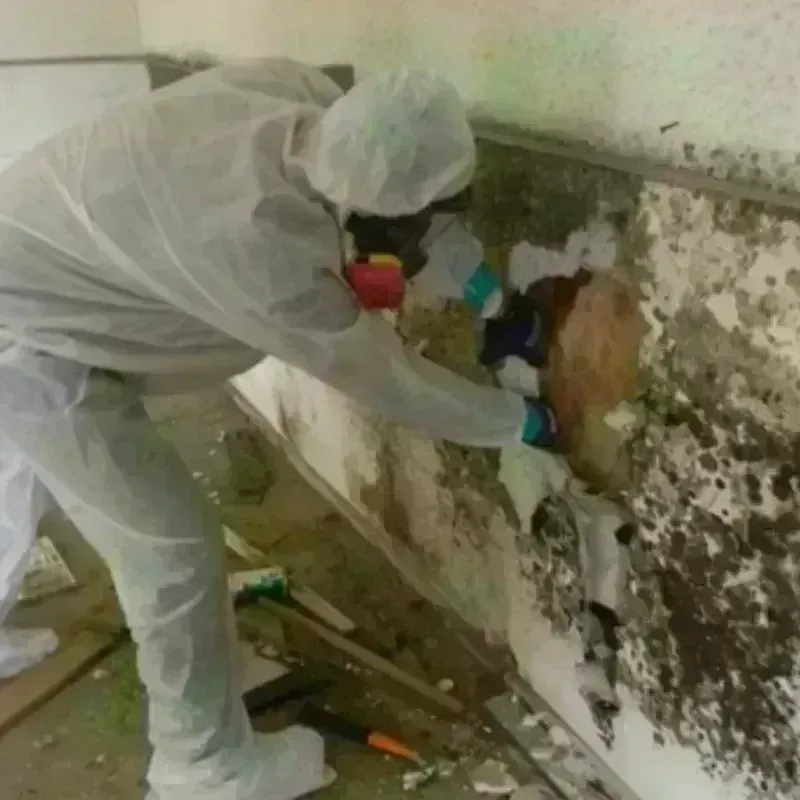 Mold Remediation and Removal in Custer, SD